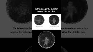 This image shows how dolphins see through echolocation In this image the dolphin sees a human diver [upl. by Ennaeiluj]