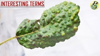 10 MUST KNOW GARDENING TERMS  Gardening Basics Part 1 [upl. by Lesna]