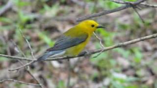 Prothonotary Warbler [upl. by Eichman]