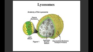 Lecture 5 Lysosomes [upl. by Mayda]