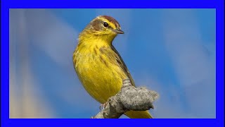 Palm Warbler Singing Palm Warbler Calling Singing  Reinita Palmera Canto  Setophaga Palmarum [upl. by Senecal]