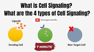 Cell Signaling and 4 Types of Cell Signaling [upl. by Ymma]