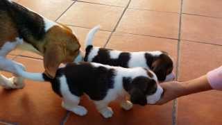 Cachorros de beagle primeros pasos [upl. by Polivy]