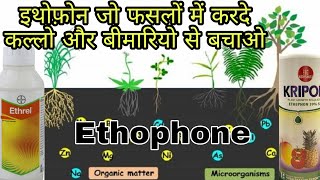 Ethephone plant growth regulator  ऐसा PGR जो बीमारियों और टिर्लिंग के साथ सभी काम करें  Ethrel [upl. by Dal333]