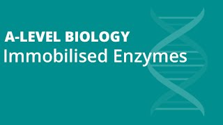 Immobilised Enzymes  Alevel Biology ❗VIDEO UPDATED  LINK IN DESCRIPTION👇 [upl. by Eitteb419]