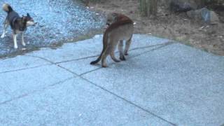 Hungry Cougar vs brave dogs Highlands Victoria [upl. by Ong]