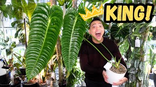 Anthurium Veitchii 🌱 How I grew my KING 💚 my experience care tips conditions  Houseplants I Love [upl. by Aidni881]