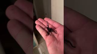 Fear Factor Handling the Deadly Funnel Web Spider [upl. by Nilo]