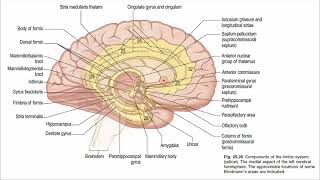 Components of Hippocampal formation  Indusium griseum  Dentate gyrus Limbic system 3  Malayalam [upl. by Prior]