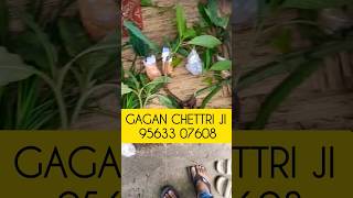 sale GAGAN CHETTRI JI 95633 07608 bharmakamal daylilly amaryllis lycoris flamelilly angeltrumpet [upl. by Ursas]