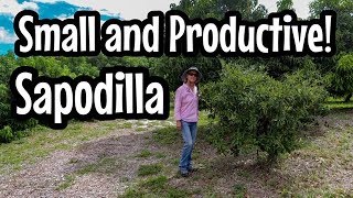 HOW TO Keep Sapodilla Small and Productive [upl. by Kral]