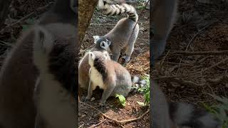 Ring Tailed Lemur pet cute pets [upl. by Frants]