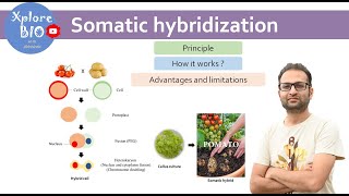 Somatic hybridization Plant tissue culture Principle how it works  Protoplast fusion [upl. by Clova950]