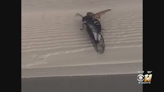 Seems More Cicada Killers Are Buzzing Around North Texas [upl. by Suzette930]