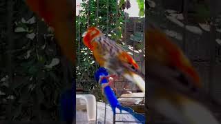 تغريدكناري هائج Canary singing  Chant des Canaries تغريدالكناري Canary [upl. by Meridith827]