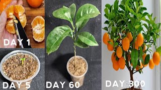 How to grow orange tree from seed  Easy way to grow orange trees [upl. by Deloris487]