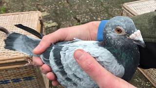 Weighing Racing Pigeons [upl. by Natividad]