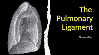 The pulmonary ligament [upl. by Allisan107]