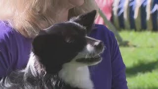 Ellicott City dog Nimble wins Westminster Dog Show agility contest [upl. by Ednutey]