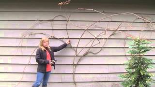 June 2013 Sengas Vlog  How to Prune Kiwi Vines [upl. by Nitreb458]