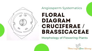 Cruciferae or Brassicaceae Floral Diagram I Morphology of Flowering Plants [upl. by Neyugn362]