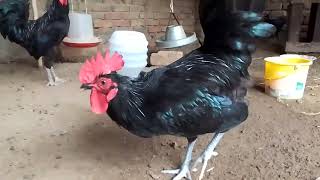 Australorp Black Rooster  Australorp chickens [upl. by Asir297]