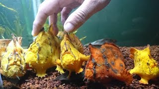 Ikan kodok frogfish antennarius biocellatus angler fish brackish [upl. by Sapphira]