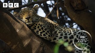 This leopardess has an INCREDIBLE hunting technique 🐆  Planet Earth III  BBC [upl. by Idnahr]