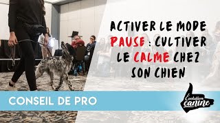 Exercices essentiels pour avoir un chien CALME au quotidien [upl. by Mcclain]