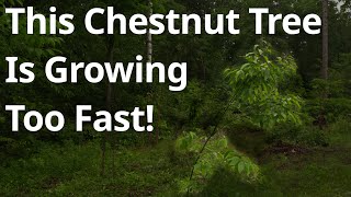 This Chestnut Tree Is Growing Too Fast [upl. by Rednaeel]