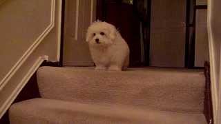 Coton De Tulear puppy learns stairs Part 2 of 2 [upl. by Francklin]