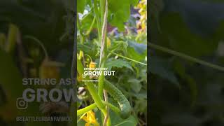 Growing cucumbers on a string trellis [upl. by Otiv]