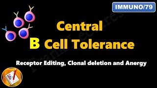 Central B cell Tolerance  Receptor Editing Clonal Deletion and Anergy FLImmuno79 [upl. by Anicul]