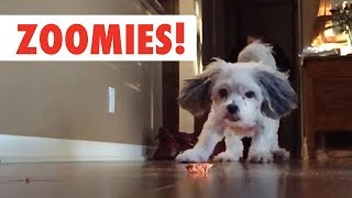 Zoomies  The Fastest Pet Compilation of the Year  The Pet Collective [upl. by Phenica]