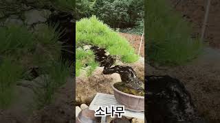 소나무작품 영상취미인별장 탐방 영상분재 bonsai [upl. by Nyrhtak163]