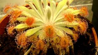 Drosera ordensis  Tropical Petiolaris Sundew Carnivorous Plant [upl. by Nolahc665]