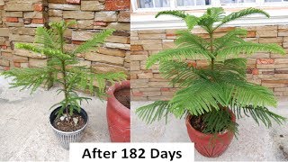 How to Grow and Care Norfolk Island Pine Tree in a Pot at Home Araucaria Heterophylla [upl. by Flip]