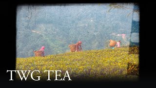 TWG Tea Origin Stories  Darjeeling Land of Thunder [upl. by Amerak]