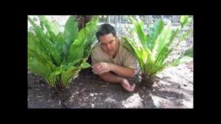 Birdnest Ferns ARE Tree Ferns [upl. by Neidhardt]