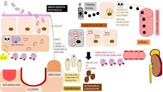 SHIGELLA [upl. by Oibesue]