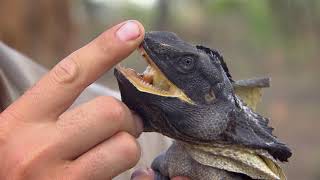 UNIQUE AUSSIE ANIMALS FrilledNeck Lizard [upl. by Sager]