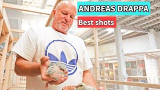 Inside Andreas Loft Best Shots from a Pigeon Racing Legend [upl. by Aicertal]