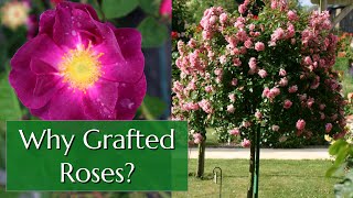 Grafted Roses and Rootstock [upl. by Angelina]