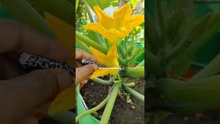 How to hand pollinate zucchini flowersshorts gardening terracegardening vegetables [upl. by Mazonson]