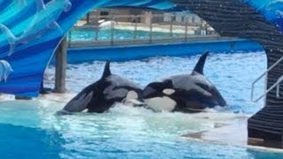 One Ocean SeaWorld San Diego 2013 Part 2 [upl. by Ennavoj34]