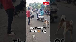 DAHOD shortsdahodnews doglife shortsvideo india gujarat dog doglover dogshorts [upl. by Tezil948]