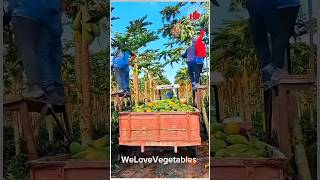 Interesting shot of harvesting fresh papaya from trees shorts viral satisfying foryou fruit [upl. by Aneleh]