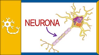 NEURONAS  histología partes funciones y clasificación  Ep 1 [upl. by Giffard]