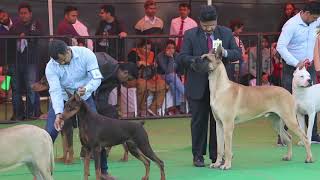 Dog Show In India  Great Dane  Doggo Argentino  Scoobers [upl. by Ashelman]