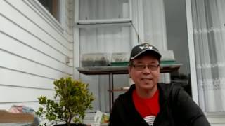 How to propagate Eugenia or Australian brush cherry by stem cuttings [upl. by Obla]